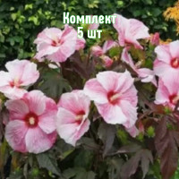 Комплект 5шт / Гибискус Коппер Кинг